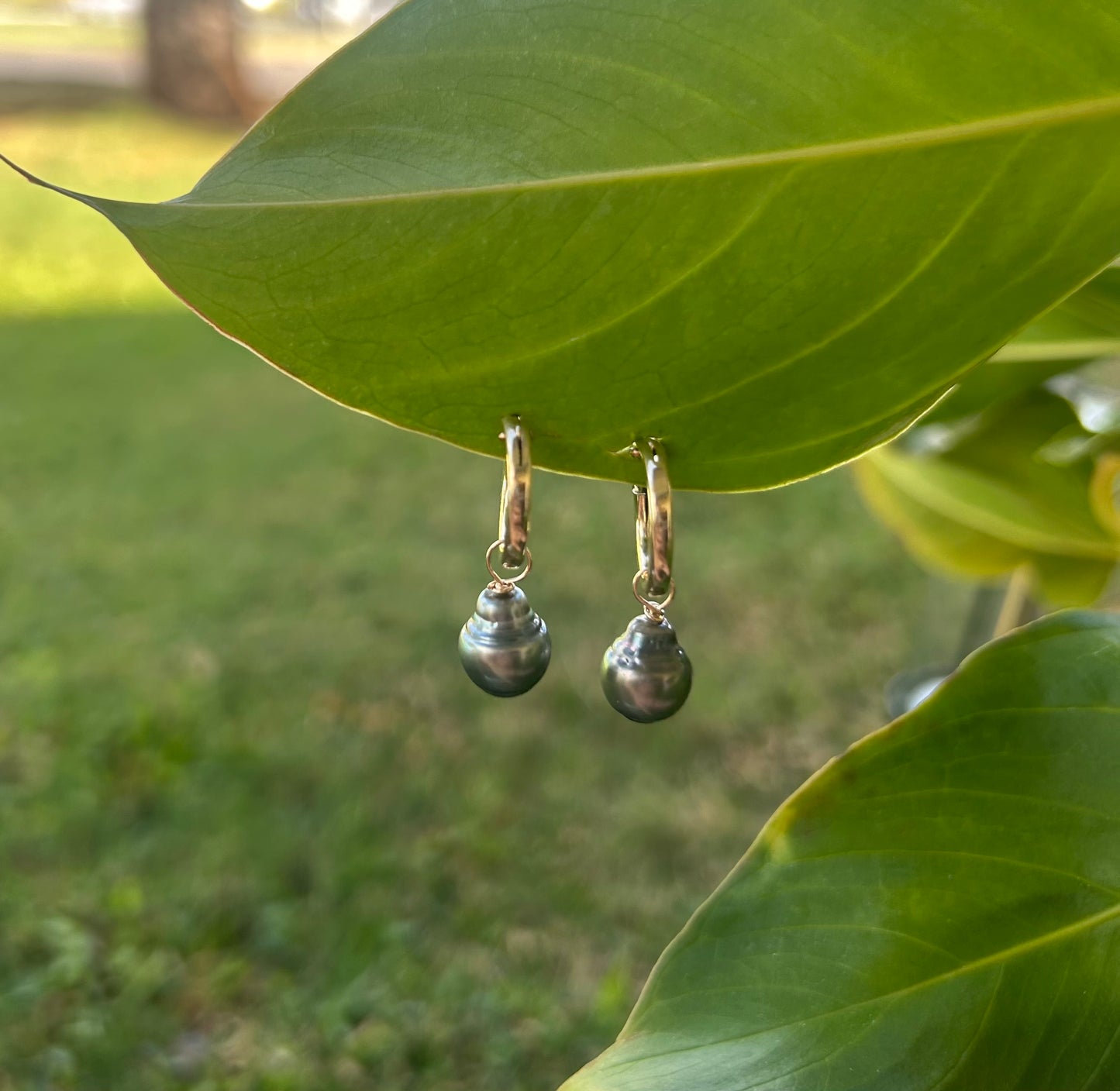 14K Gold Filled medium hoops with Tahitian Pearls